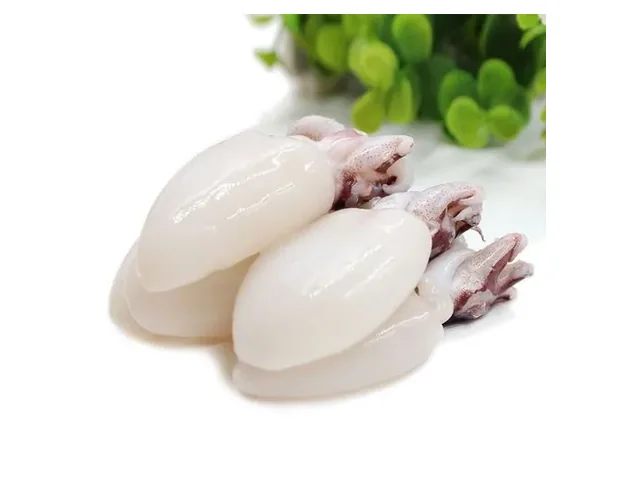 Baby cuttlefish — 墨鱼仔